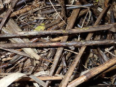 Calycina scolochloae