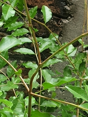 Araneae