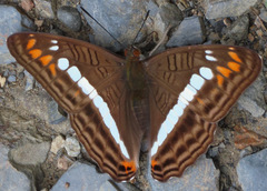 Adelpha alala