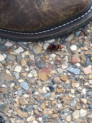 Dasymutilla occidentalis