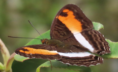Adelpha cocala