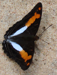 Adelpha jordani