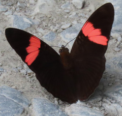 Adelpha lycorias