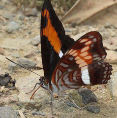Adelpha sichaeus