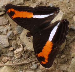 Adelpha sichaeus