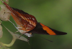 Adelpha zina irma