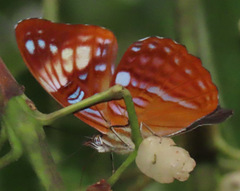 Adelpha zina irma