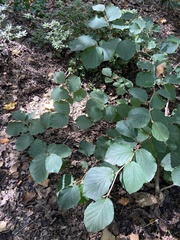 Hamamelis × intermedia