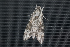 Agrius godarti
