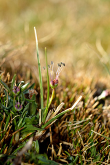 Plantago barbata