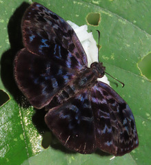 Cycloglypha tisias