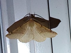 Caripeta triangulata
