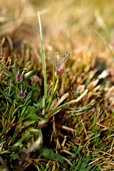 Plantago barbata