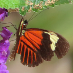 Heliconius melpomene