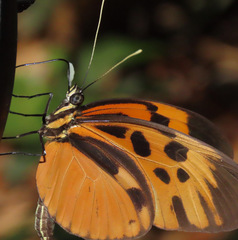 Heliconius numata
