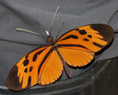 Heliconius numata