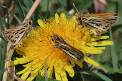 Hylephila pallisteri