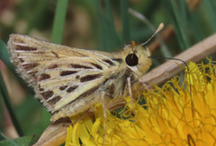 Hylephila pallisteri