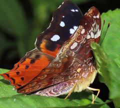 Hypanartia cinderella