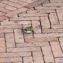 Setophaga virens