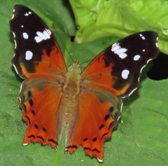Hypanartia cinderella
