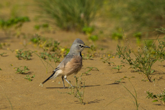 Turkestan Ground-Jay photo 3