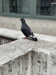 Columba livia