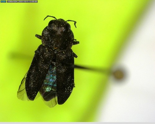 iNaturalist observation photo of Melanthaxia