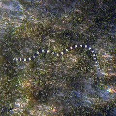 Leiuranus semicinctus