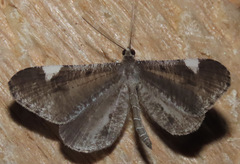 Macrosoma heliconiaria