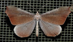 Macrosoma rubedinaria