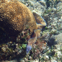 Gymnothorax annasona