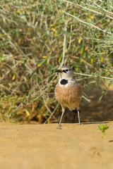 Turkestan Ground-Jay photo 4