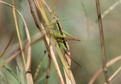 Conocephalus saltans
