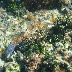 Gymnothorax annasona