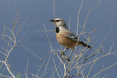 Turkestan Ground-Jay photo 5