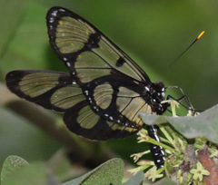Methona maxima