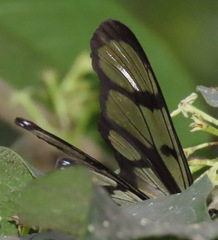 Methona maxima