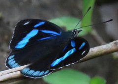 Perisama dorbignyi jurinei