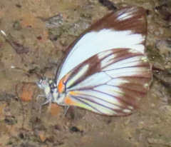 Pieriballia viardi