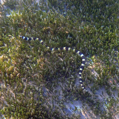 Leiuranus semicinctus