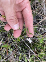 Chiococca parvifolia