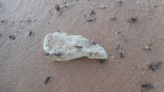 Kuschelina miniata
