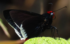Pyrrhopyge phidias