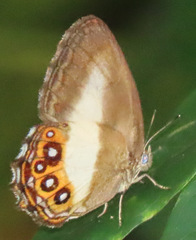 Splendeuptychia aurigera