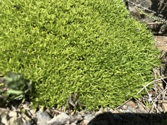 Scleranthus biflorus