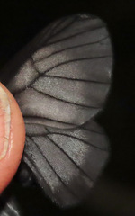Styx infernalis