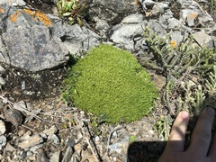 Scleranthus biflorus