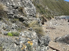 Scleranthus biflorus