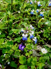 Collinsia verna
